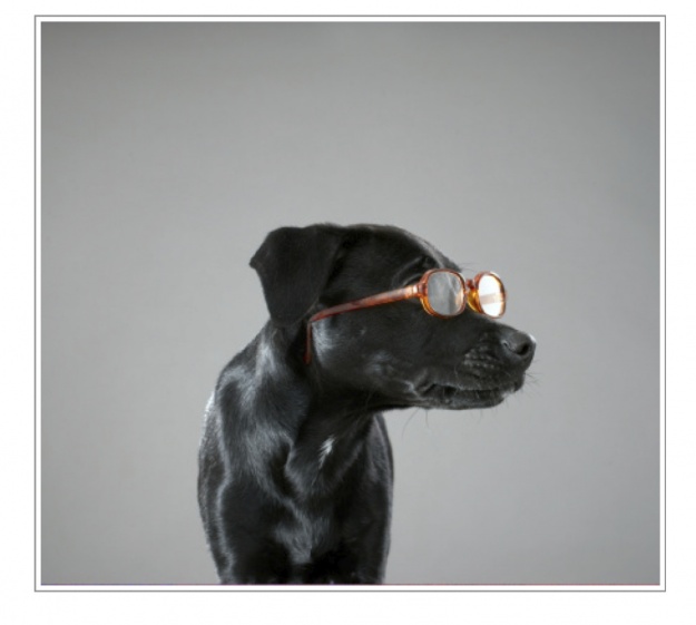 Friday Puppy