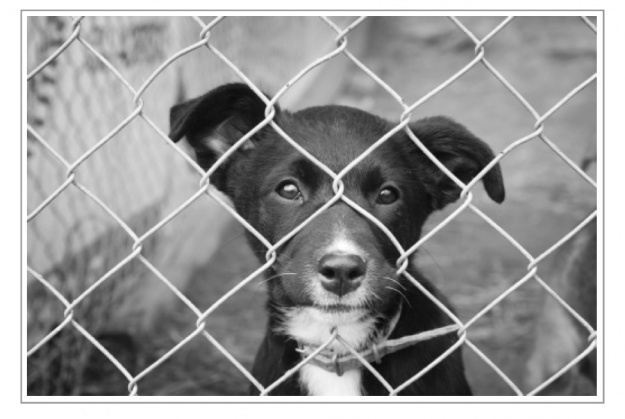 Puppy mills