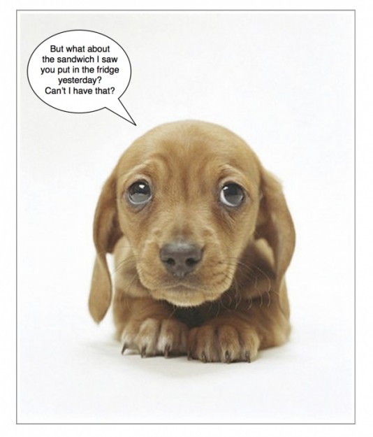 friday puppy pin friday puppy on friday puppy pin friday puppy on