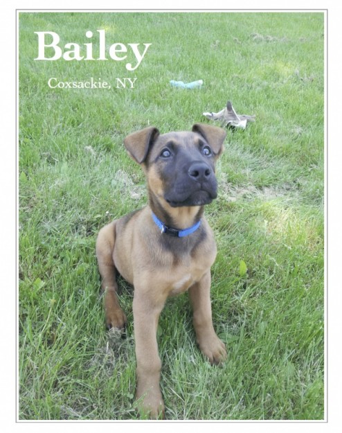 Friday Puppy
